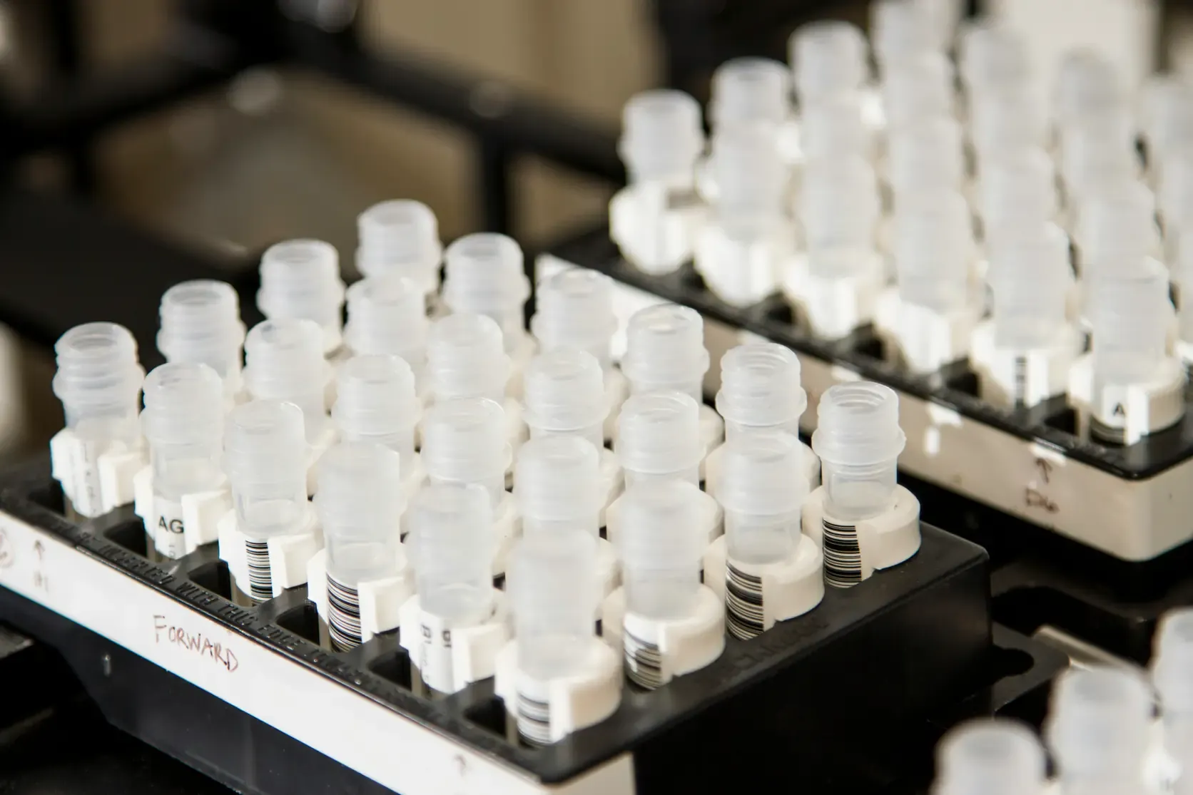 Rows of capped sample vials standing in a rack beneath printed labels.