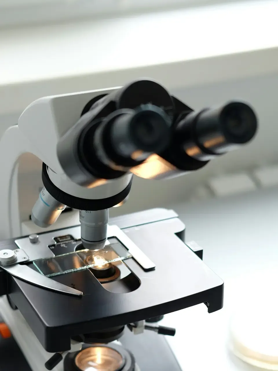 A binocular microscope on a white bench, a prepared slide clipped to its stage.